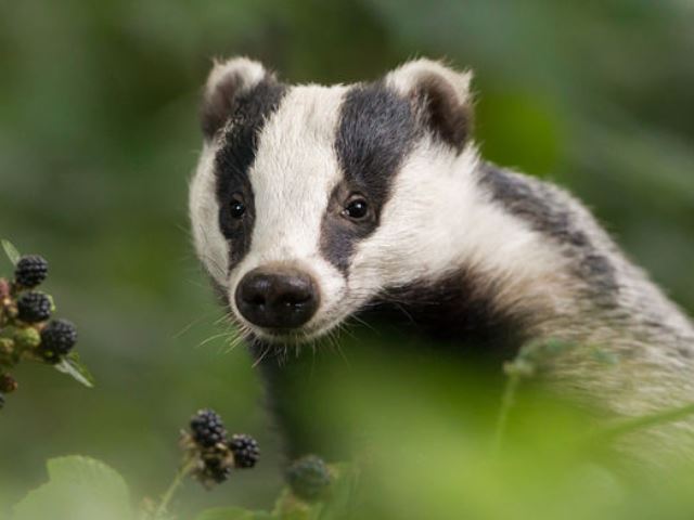Badger