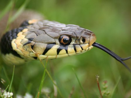 Grass snake