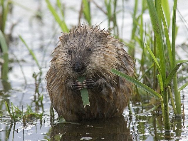 Water vole
