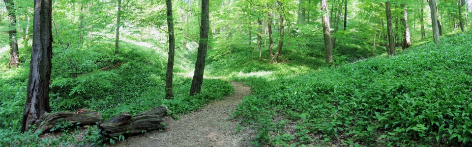 J Taylor Ecology Consulting Wildlife Protection and Mitigation Plans
